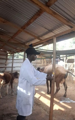 Village vet services clinic