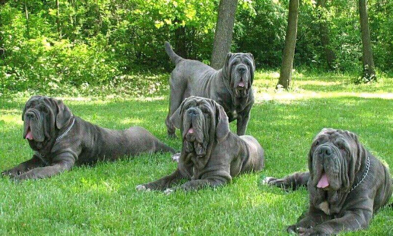 Lynden Veterinary Clinic Ngong